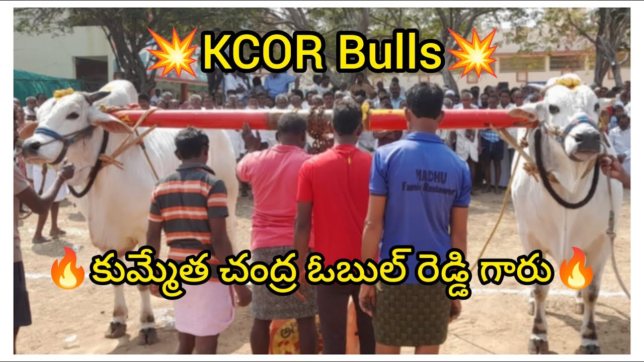 💥🌾చెంచుకాలనీ న్యూ కేటగిరి విభాగానికి 1వ జత KCOR Bulls కుమ్మేత చంద్ర ఓబుల్ రెడ్డి💥28-02-2026💥