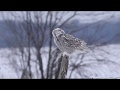 Snowy Owl with Nikon d750