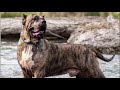 El presa canario - un perro poderoso.