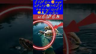 mashallah Allah ki madad🙏🤲🤗ay shere Arab #islamicvideo#kindness#trendingshorts#blessing#god#help#dua