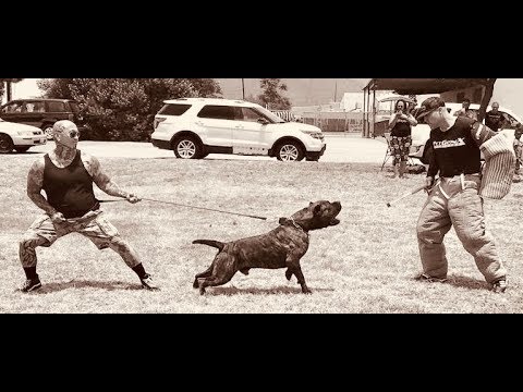 BALANCE IN THE FIGHT