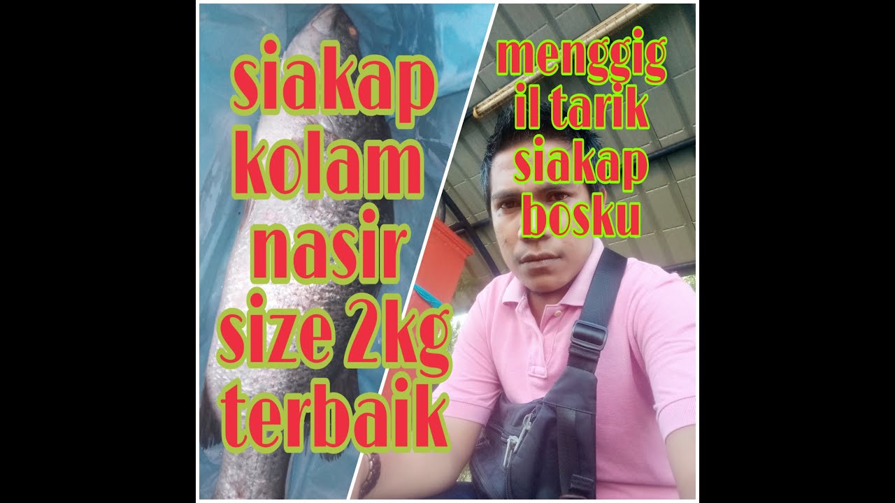 mancing ikan siakap pakai umpan getah