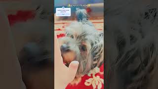 😍влог с Лункой ✨ сегодня снимем может как пойдем гулять🥹