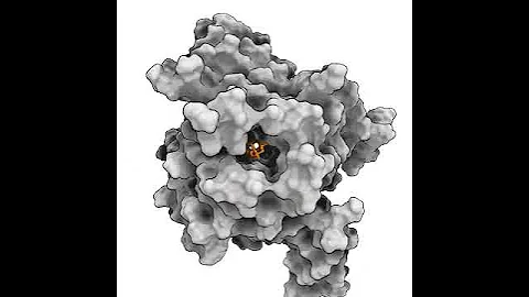Proteins are highly  dynamic molecules