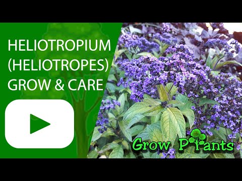 Video: We Grow Indoor Heliotrope Hybrid - Heliotropium Hibridium - Species And Varieties Of Heliotrope