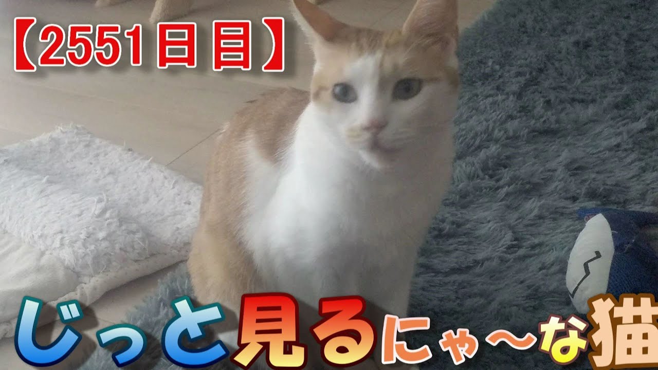 2551-the-growth-record-of-my-cute-cat-nike-day