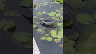 蓮池中的生命力及生物多樣性2022070301