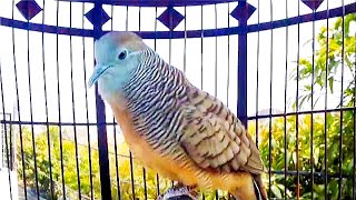 (SPL-06) PERKUTUT LOKAL GACOR manggung burung lain pasti langsung ikut bunyi