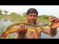 Amazing fish catching murrel | Fish videos hindi | Tilapia fish