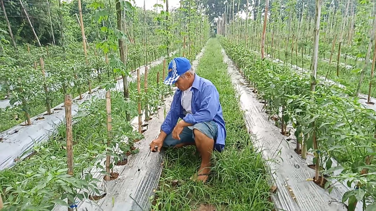 Sili and Ampalaya Combination || By: Tata Johnny's Tv || Vlog #25