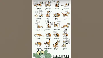 لغه القطط 
