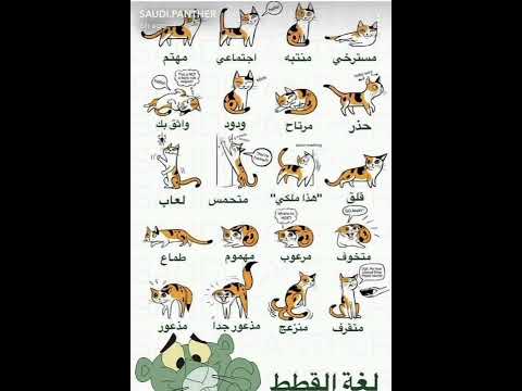 لغه القطط