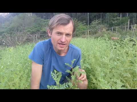 Vídeo: Como o grão de bico é cultivado?