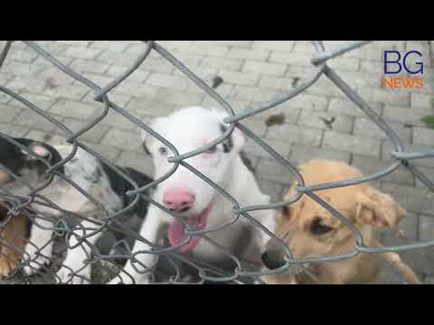 "Adottami, non abbandonarmi": al canile di Seriate cento cani cercano una famiglia