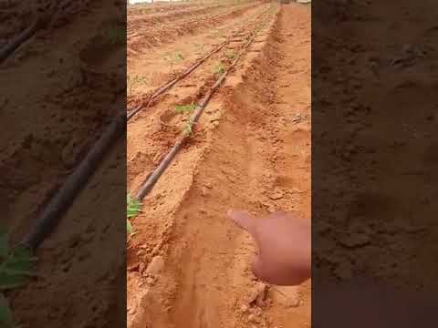 بعض المصطلحات الزراعية ثمار تبماء الزراعية