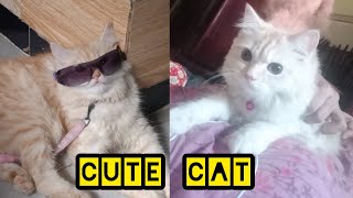 Cat playing video for kids #cutecat #persiancat#catlovers#catplaytime#catvideos2024#catplaying