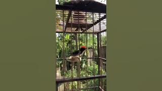 Burung Kemade Kepala Merah Gacor Ngamuk