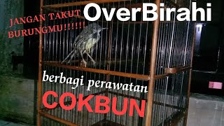 CARA MERAWAT CIBLEK OVER BIRAHI #ciblek #perawatan #over