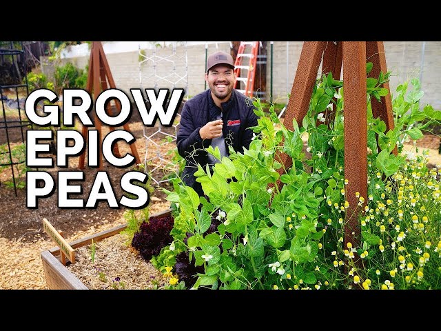 How to Grow Peas From Seed to Harvest class=