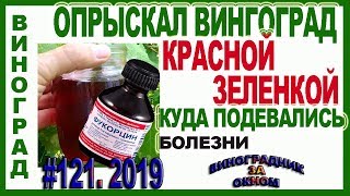 🍇 Обработал ВИНОГРАД КРАСНОЙ ЗЕЛЕНКОЙ. ФУКОРЦИН! Антисептик и антигрибок. Применение на винограде.