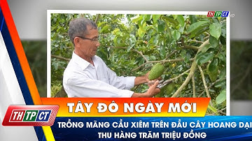 Trồng mãng cầu xiêm trên đầu cây hoang dại thu hàng trăm triệu đồng | Cần Thơ TV