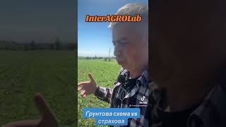 Ґрунтова схема vs страхової на кукурудзу