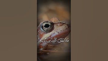 هَٰذَا خَلْقُ اللَّهِ #quran #الشيخ #المنشاوي #تلاوة خاشعة #قران كريم