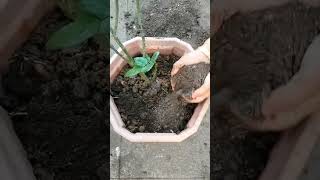 rose plant reporting ||best care tips 🌱#gardening #plantcare #rose #trendingshorts