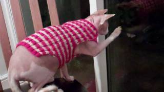 Cat Sphynx Hunting by Sphynx Cat 693 views 12 years ago 1 minute, 4 seconds