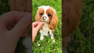 Cavalier King Charles Spaniel – The Royal Lap Dog 👑❤️