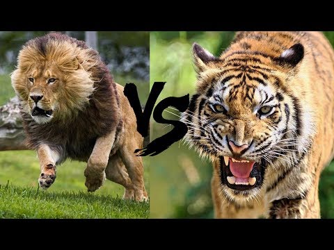 Video: Diferența Dintre Leu și Leoaică