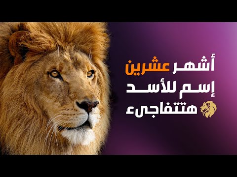 تعرف على اهم و اشهر اسماء الأسد فى دقيقتين وهتتفاجىء