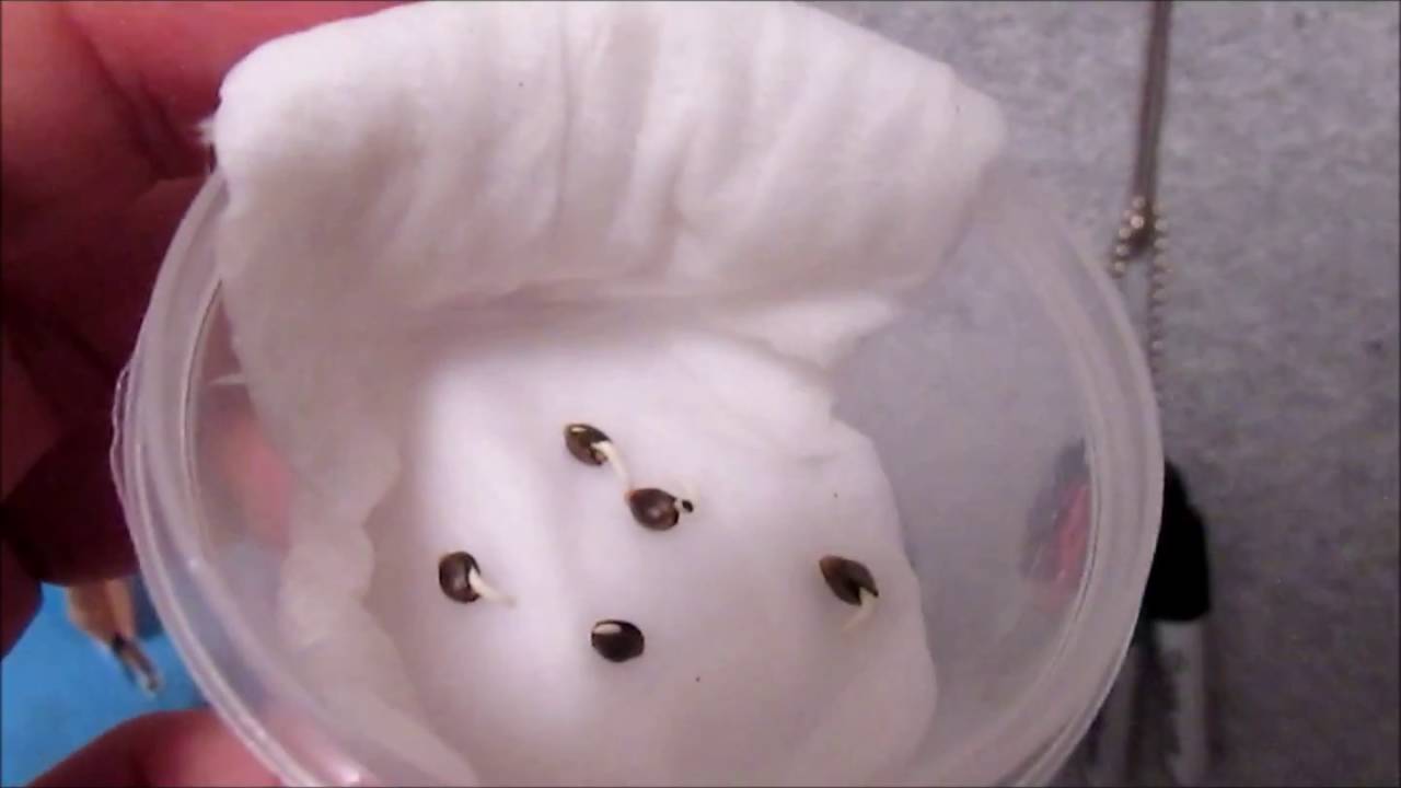 PissDrunx0420 GenoFarm Seeds Grow: Germination