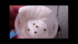 PissDrunx0420 GenoFarm Seeds Grow: Germination