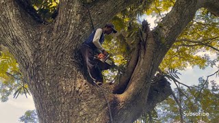 EXTREME‼️TRUCK UNTIL IT DROWNS CUTTING LARGE TREMBESI TREES STIHL#ms660#ms070