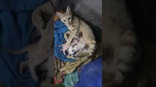 cute kitten and mother cat/ best family cat compilation 2022# nature with S.A/ 🐱🐈🐱🐈🐱🐈