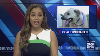 Canines Fur Cancer fundraiser held in West Springfield