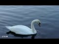 Miniature de la vidéo de la chanson The Swan