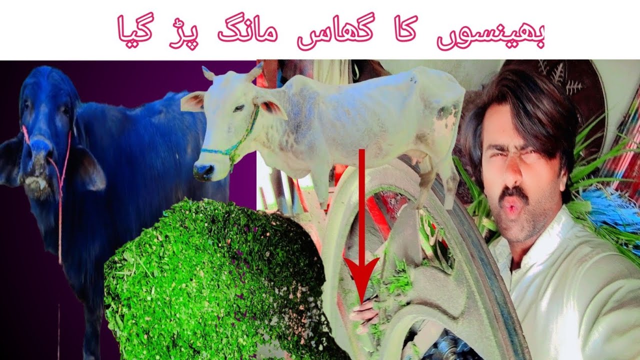 بھینسوں کا گھاس مہنگا پڑ گیا
