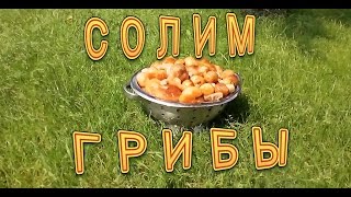 Солим грибы. Солим грибы.