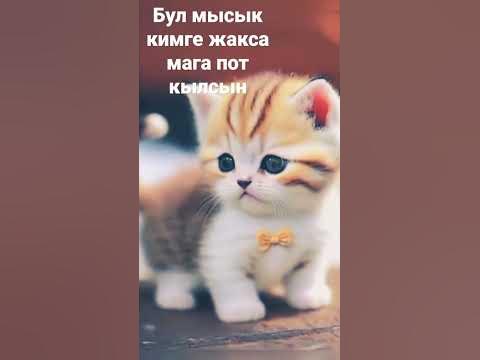 мысык - YouTube