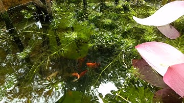 Nuôi cá bảy màu, cá trân châu và cá mún tên lửa trong chậu đất nung trồng sen | LOTUS AND FISH CARE