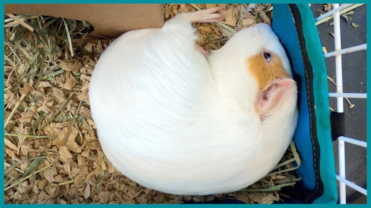Stay home and nap with Butternut the guinea pig YouTube