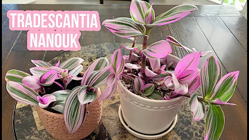 Como cuidar de Tradescantia nanouk?