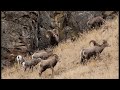 Bighorn Sheep of Oregon - Love and War.