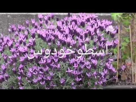 اسطوخودوس خصوصیات  میں دیکھئے