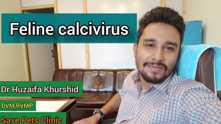 Feline Calcivirus Calcivirus Infection In Cats How To Treat Calcivirus Infection In Cats