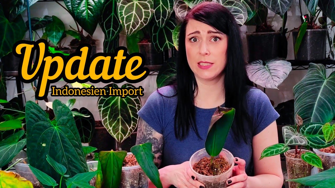 Update unboxing Import | so haben sich die Pflanzen entwickelt