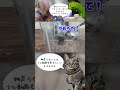 タランチュラ ふがし のお引越し タランチュラ ふがし のお引越し