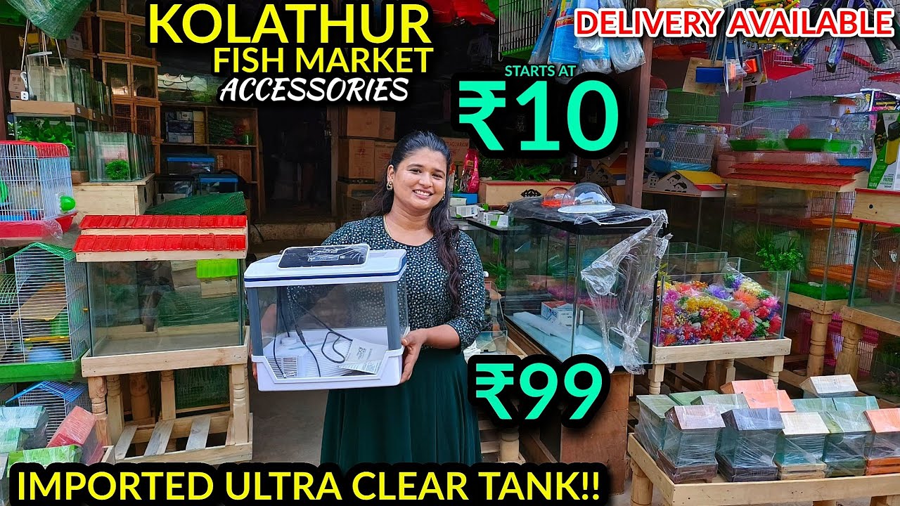 Cheapest Fish Imported Tank Starts At 99 Kolathur Fish Market YouTube cheapest-fish-imported-tank-starts-at-99-kolathur-fish-market-youtube